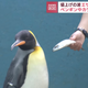 Imagen para el artículo titulado Un acuario de Japón compra pescado de peor calidad por la inflación y ofende a los pingüinos